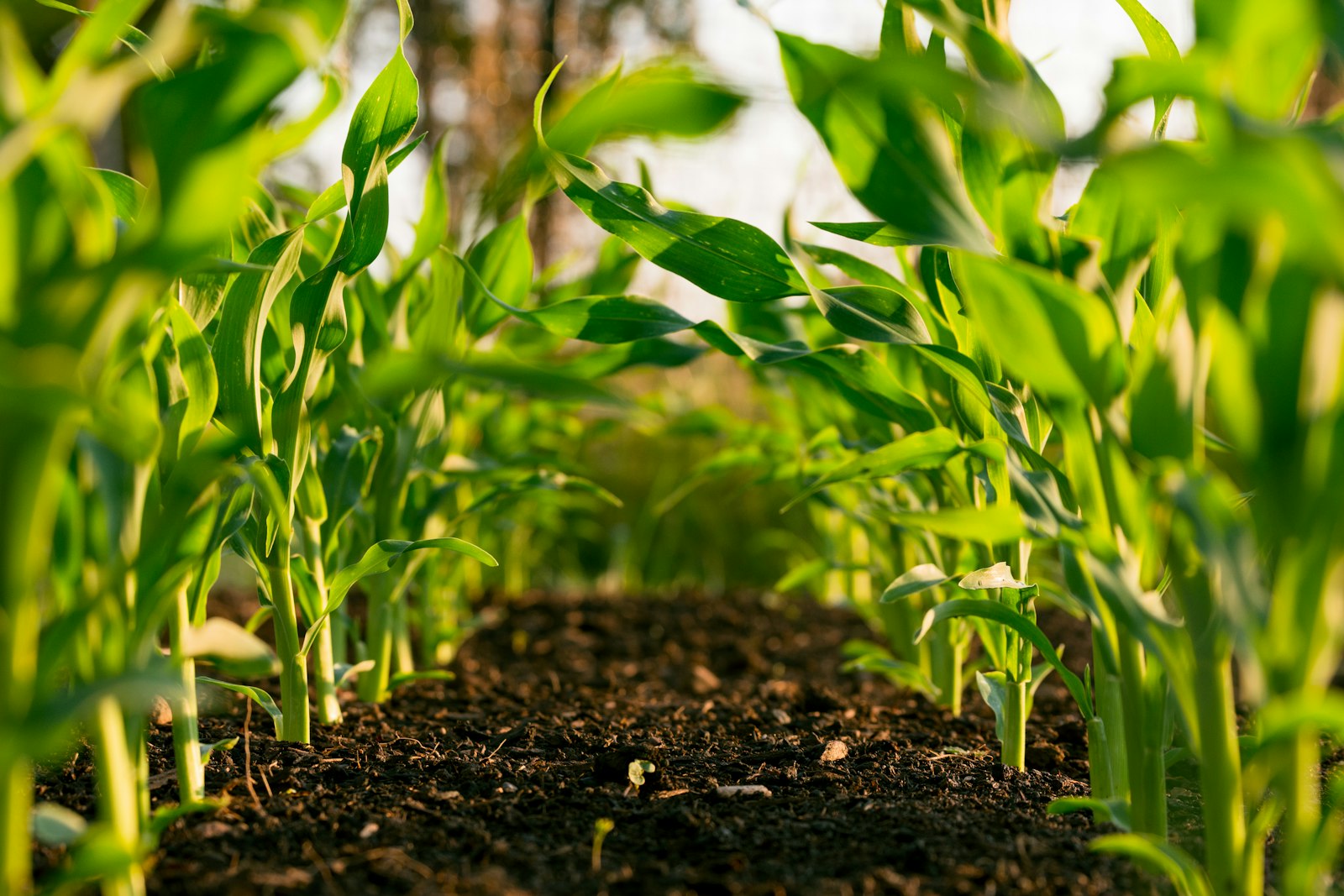 Agricultural support